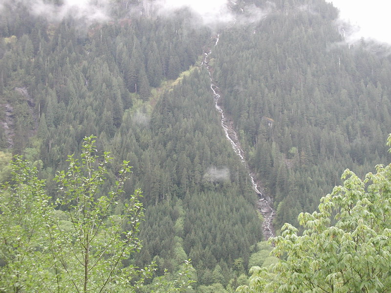 Forested mountain slope with a waterfall and foreground foliage