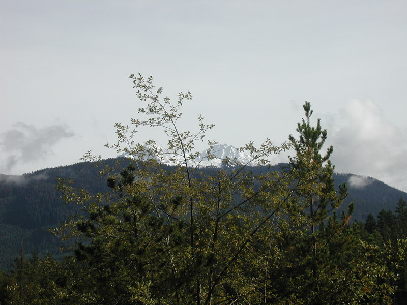 Snow-capped mountains behind a forest of evergreen and deciduous trees.