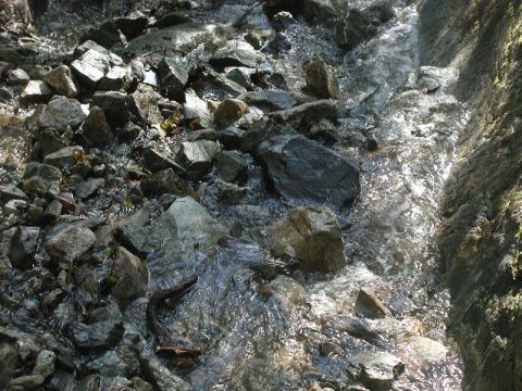 A shallow stream flows over rocks in a wooded area with sunlight glinting off the water.