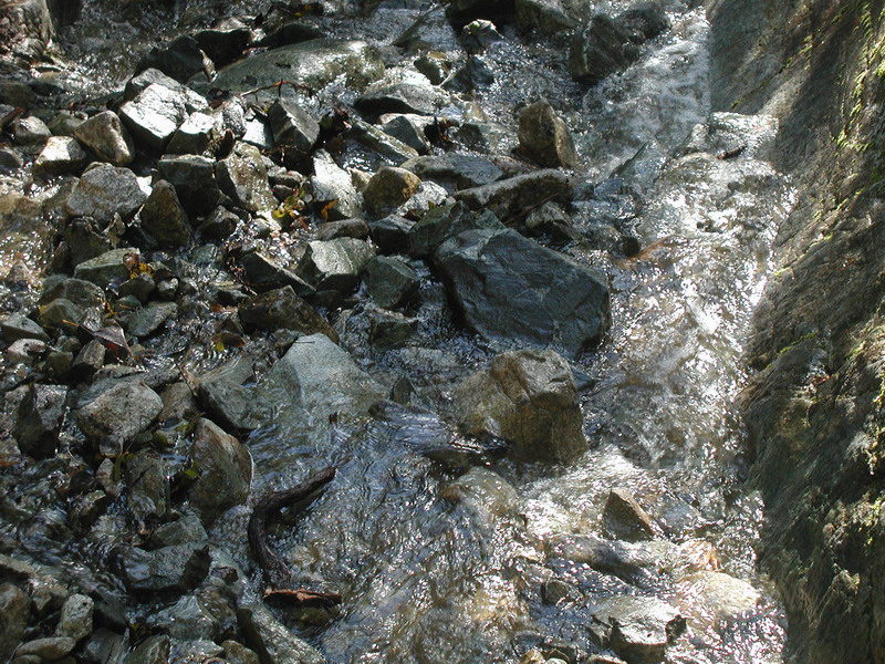 A shallow stream flows over rocks in a wooded area with sunlight glinting off the water.