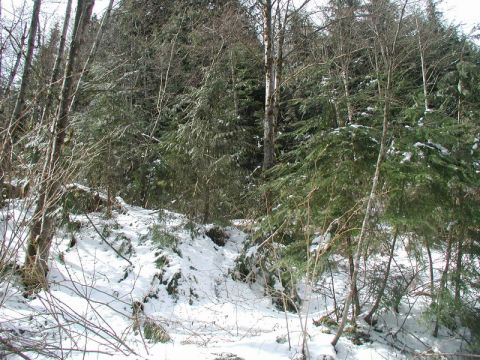 1985 Ford Bronco - A snow-covered forest scene with evergreen trees and bare branches. The ground is covered in a dusting of snow with some patches of exposed…