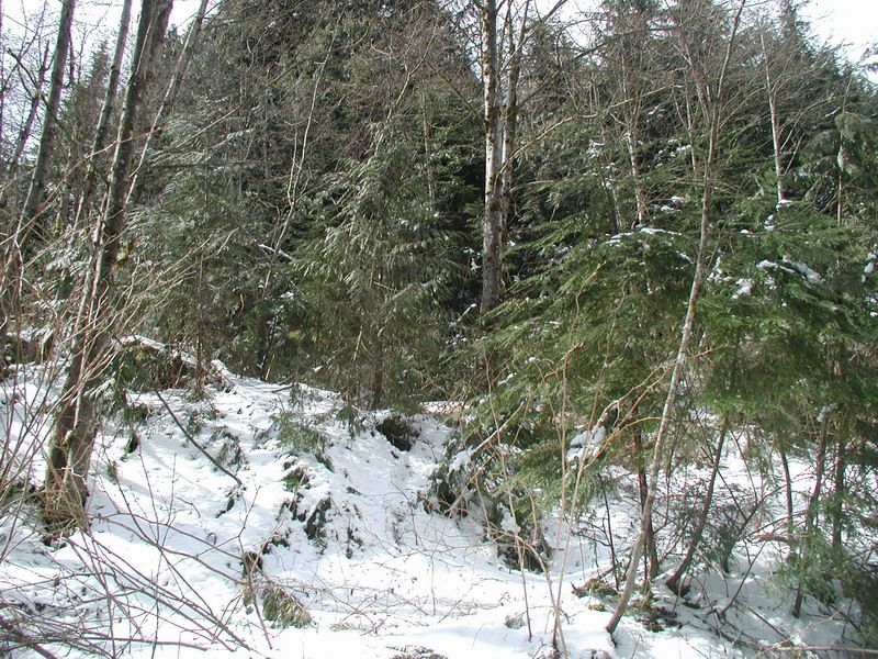 Snowy forest scene with evergreen trees and bare branches.