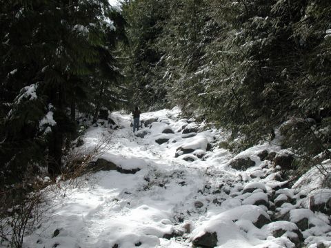 1985 Ford Bronco - A person walks up a snow-covered rocky path through a dense forest.