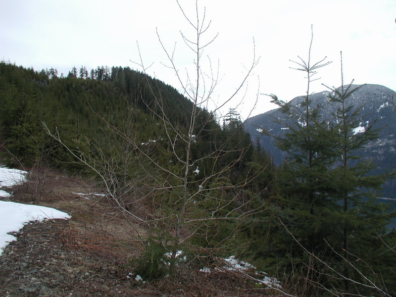 The Stave Lake "scenic" shot.