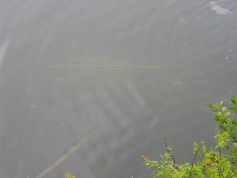 1985 Ford Bronco - Underwater plants are visible in murky water. Some green foliage from a bush is in the lower right corner.