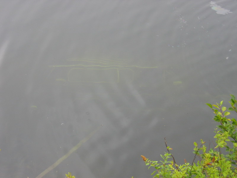 Underwater plants in murky water with foliage in the corner