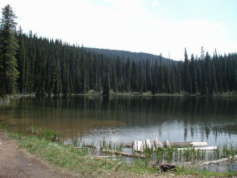 1985 Ford Bronco - A calm lake is surrounded by a dense forest of evergreen trees. The water reflects the trees and the sky, with some logs and reeds visible…