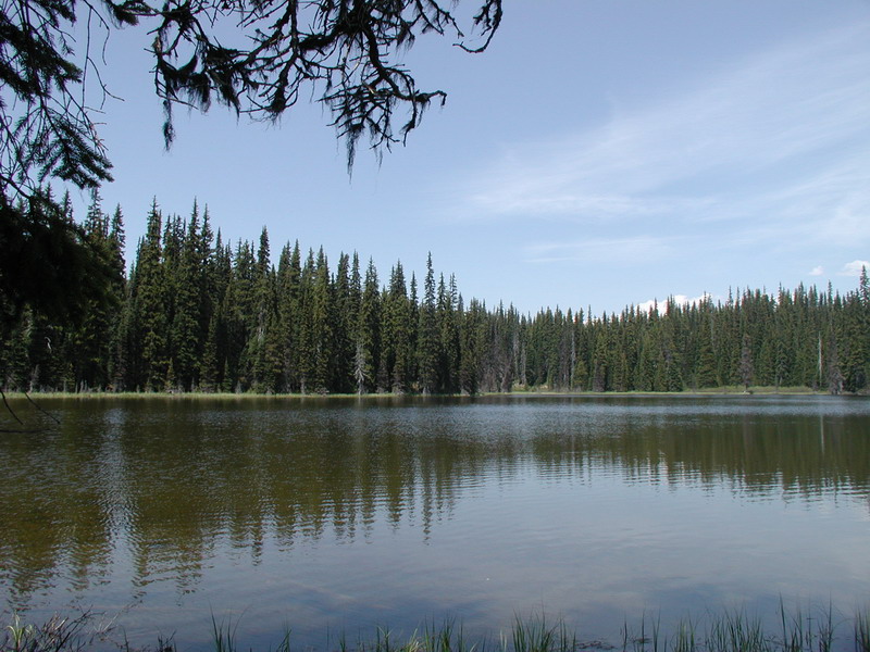 A serene lake bordered by a dense forest of pine trees.