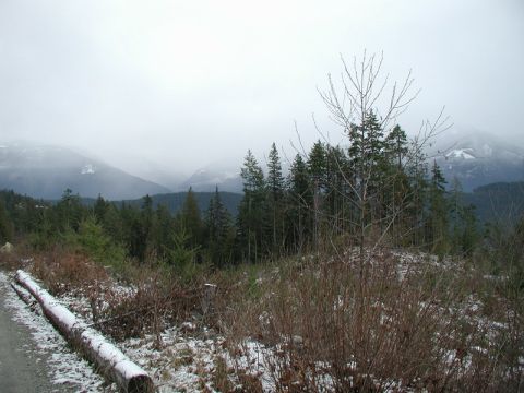 1985 Ford Bronco - A misty, overcast day in a mountainous forest landscape. A dirt road or path is visible on the left, with a fallen log covered in snow.