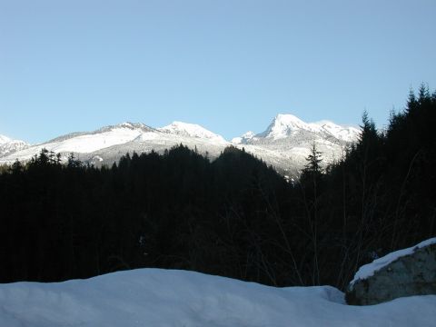 1985 Ford Bronco - A snow-covered mountain range is visible behind a dense forest of dark evergreen trees under a clear blue sky.