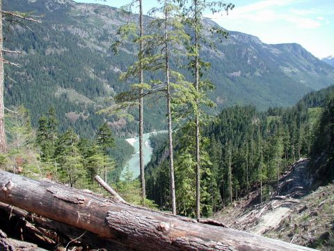 Mountainous forested landscape with a river and fallen log.