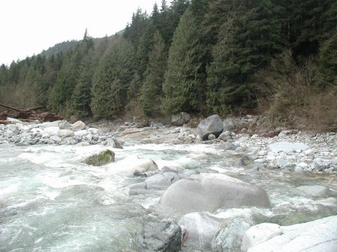 A rocky river flows through a forest with evergreen trees.