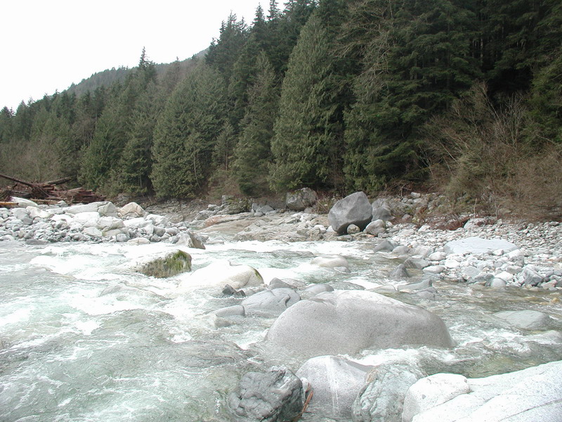 A rocky river flows through a forest with evergreen trees.