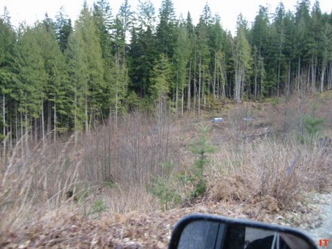Wooded hillside with debris and a reflection of a car mirror.