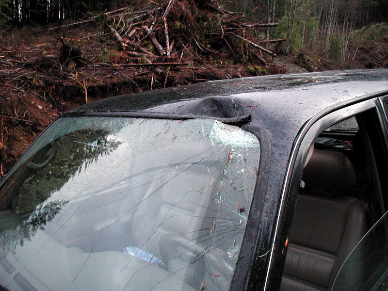 Heading up to Look-Out Lake, we all went around the fallen tree, except Sonny.
