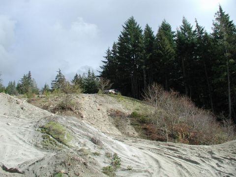 1985 Ford Bronco - A white SUV is parked on a dirt hill next to a dense forest of evergreen trees. The foreground shows a sandy, rutted terrain with tire trac…