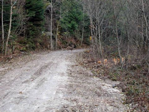 1985 Ford Bronco - A deer stands on a dirt road in a wooded area during the fall. The road is covered in leaves and gravel, with trees on either side.