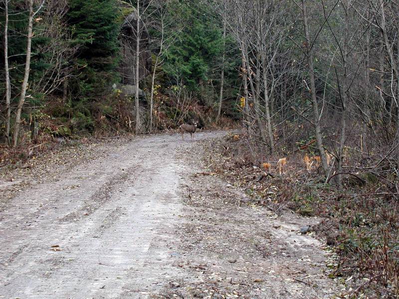 A deer stands on a dirt road in a wooded area.