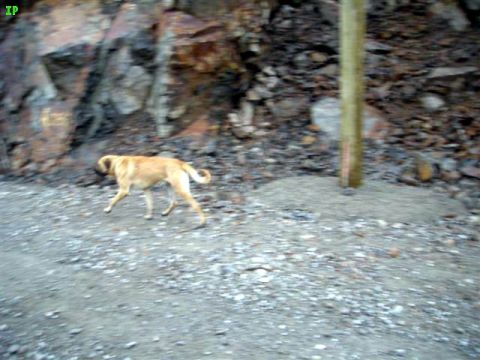 1990 Ford F-250 - We came across these two dogs along the Lillooet FSR.