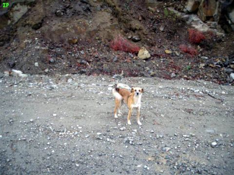 1990 Ford F-250 - We came across these two dogs along the Lillooet FSR.