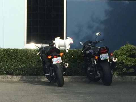 2002 Pontiac Grand Prix - Two black motorcycles are parked in front of a hedge. A white pig figurine wearing a red hat is perched on the hedge between the motorcycle…