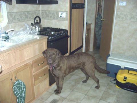 1992 Ford Bronco - A brown dog stands in the kitchen area of a trailer, near the stove and refrigerator.