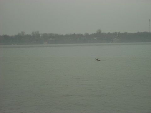1992 Ford Bronco - Waterfowl are seen on a lake with a distant treeline and a tower.