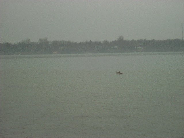 two birds swimming on a lake with trees and a tower in the background