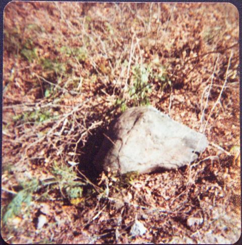 1974 Chevrolet Nova - A rock sits in a patch of dry vegetation and twigs.