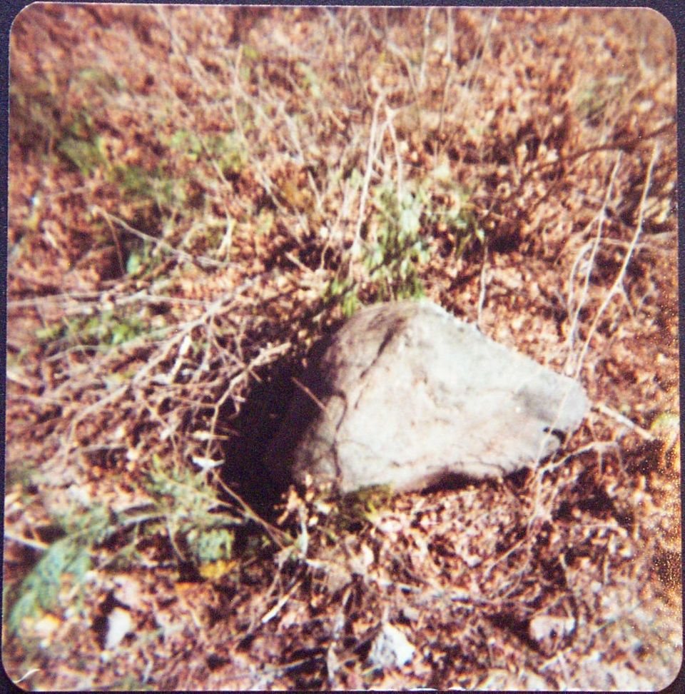 Rock beside a burrow hole in dry brush and reddish soil