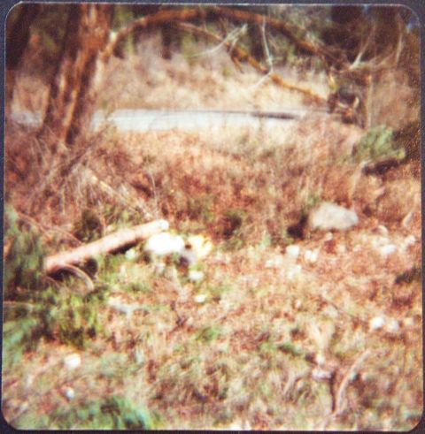 1974 Chevrolet Nova - A cluttered outdoor scene with dry grass, branches, and scattered white objects.