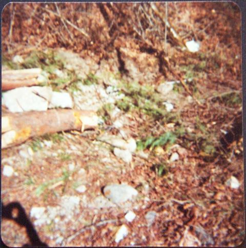 1974 Chevrolet Nova - A scene of a forest floor with scattered logs and debris, with a partial shadow in the foreground.