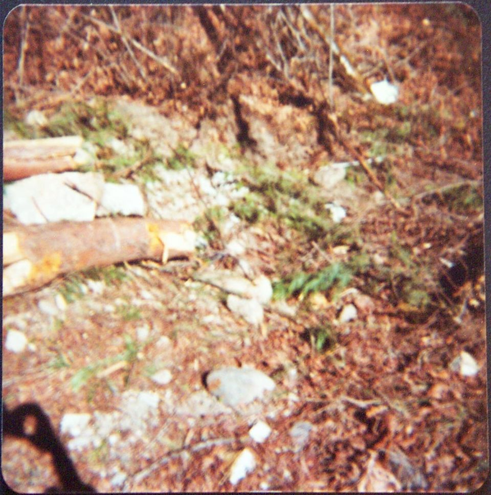 Forest ground with dirt, rocks, moss and cut logs