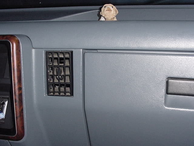 Bob the Bobble Headed Dash Dog