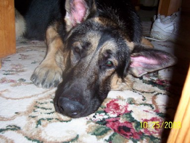 2002 Ford Crown Victoria - Close-up of a German Shepherd dog lying on a rug with a shoe in the background.