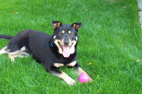 1995 Ford Crown Victoria - A dog is lying on the grass with a pink ball.