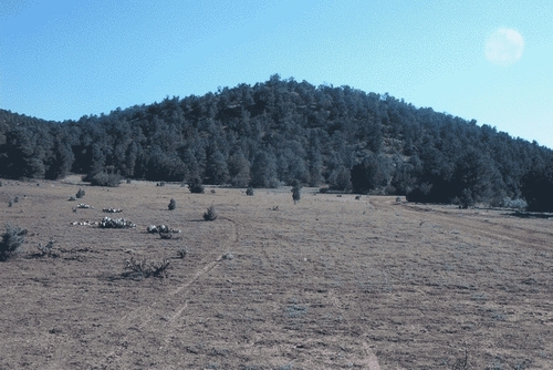Dry, grassy field with scattered bushes and a wooded hill under a clear blue sky. Tire tracks are visible on the ground
