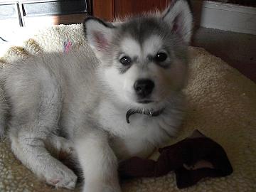 1988 Ford Bronco - A young husky puppy rests comfortably on a soft bed.