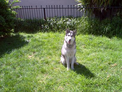 1988 Ford Bronco - A husky dog sits patiently on a grassy lawn, with a fence and foliage in the background.