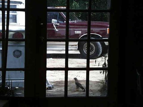 1988 Ford C-350 (Centurion Conversions) - A bird stands on the ground in front of a red pickup truck seen through a window.