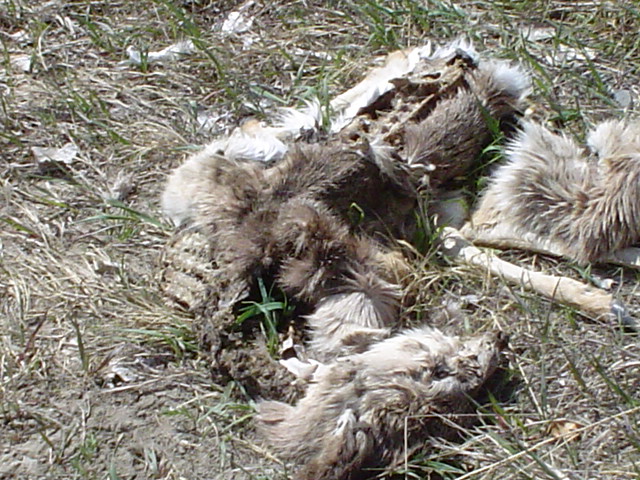 a doe a deer a baby deer.... eaten up inside.