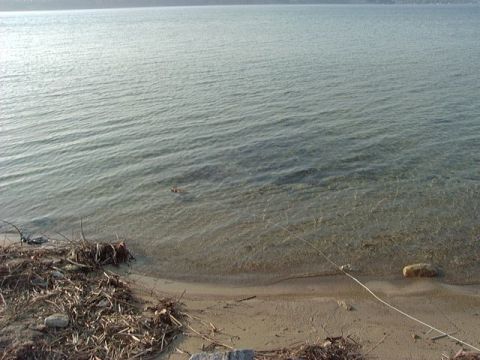 1992 Ford Bronco - The edge of a body of water meets a sandy shore littered with driftwood and other debris.