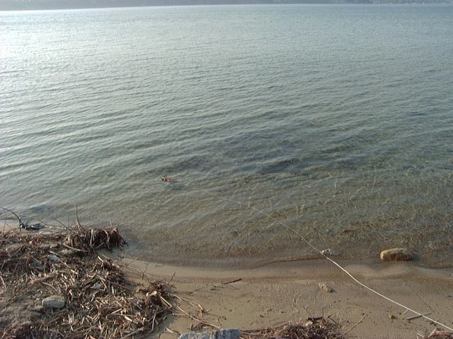 shoreline with debris and calm water, supermotors.net logo visible