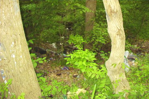 1995 Ford Bronco - A wooded area is littered with trash, obscuring any potential vehicles.