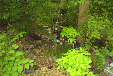 1995 Ford Bronco - Trash dumped in a wooded area, obscuring the natural landscape.
