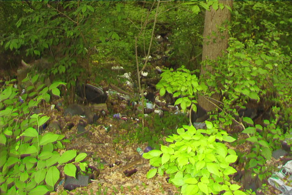 Forest floor littered with plastic bottles and trash among green plants