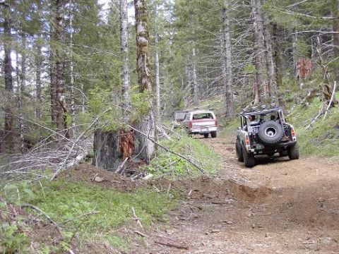 1980 Ford Bronco - Two off-road vehicles navigate a dirt path through a dense forest.