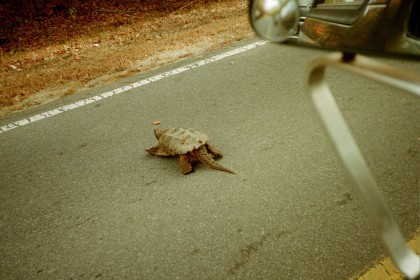 1979 Ford Bronco II - A turtle ambles across a road, observed from a vehicle's perspective.