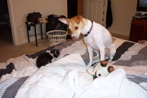 1992 Ford Bronco - Our dog, Hank, and a kitten. Hank is a girl.