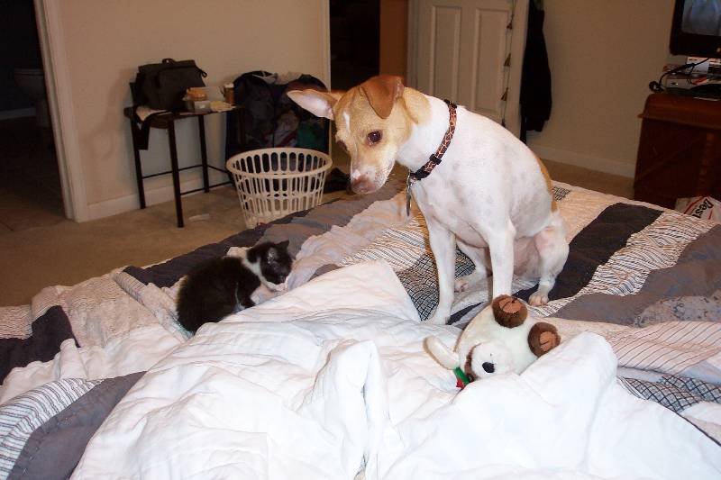 Our dog, Hank, and a kitten.  Hank is a girl.